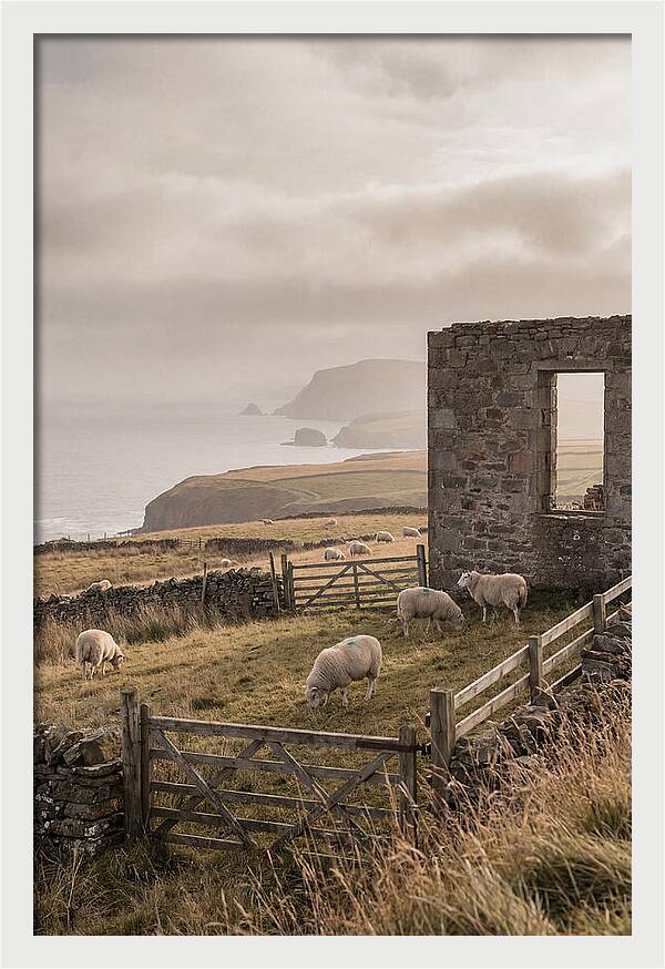 Coastal Serenity With Grazing Sheep