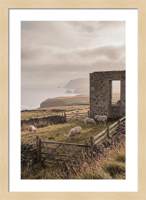 Coastal Serenity With Grazing Sheep