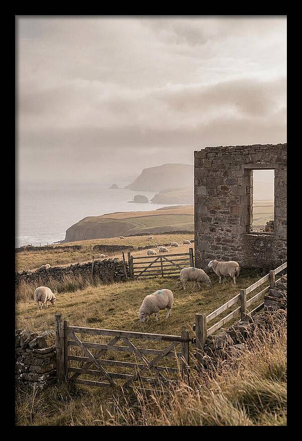 Coastal Serenity With Grazing Sheep