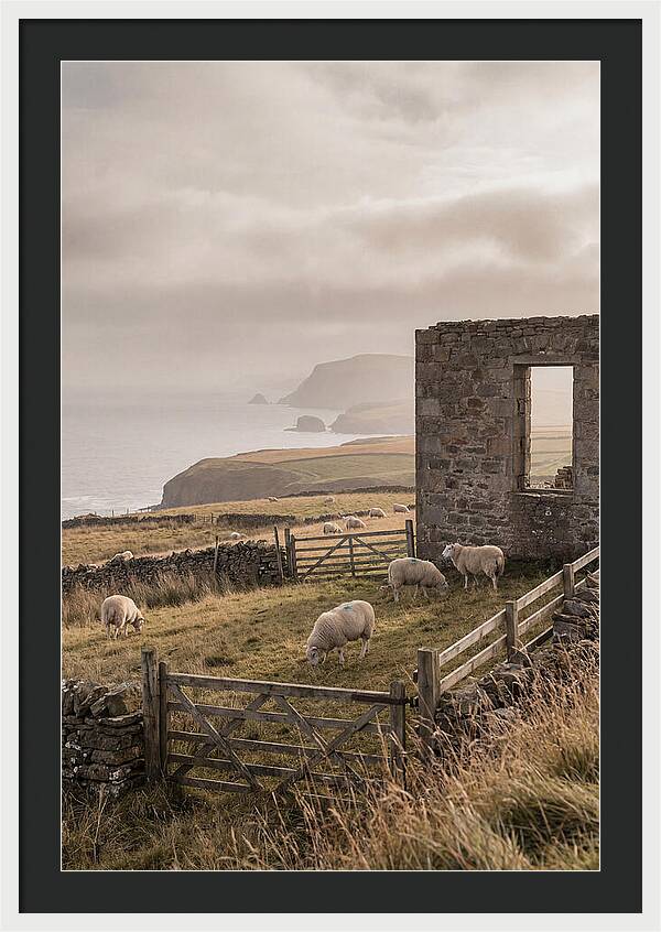 Coastal Serenity With Grazing Sheep