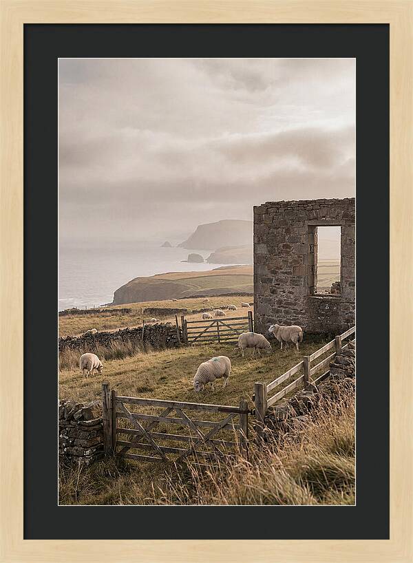 Coastal Serenity With Grazing Sheep