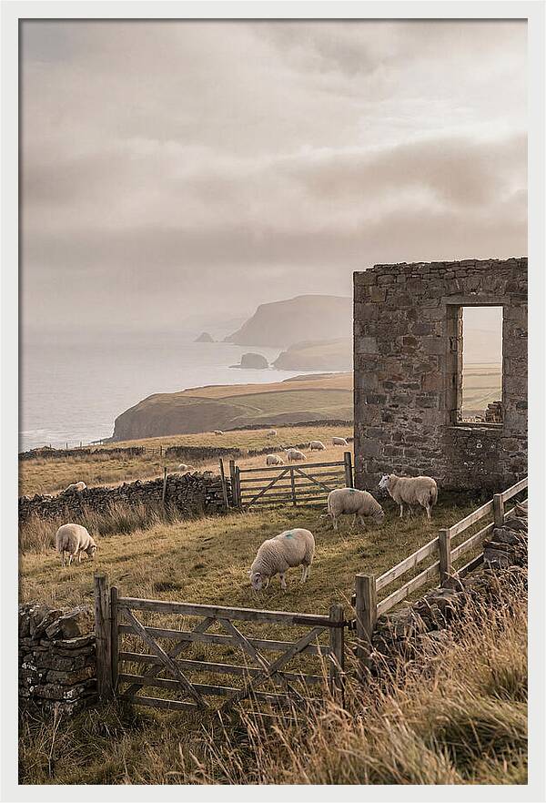 Coastal Serenity With Grazing Sheep