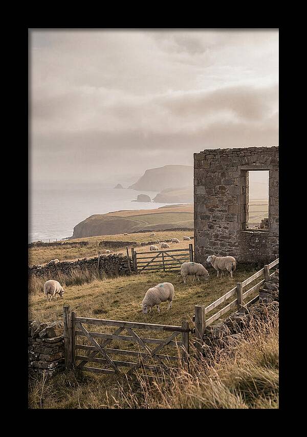 Coastal Serenity With Grazing Sheep