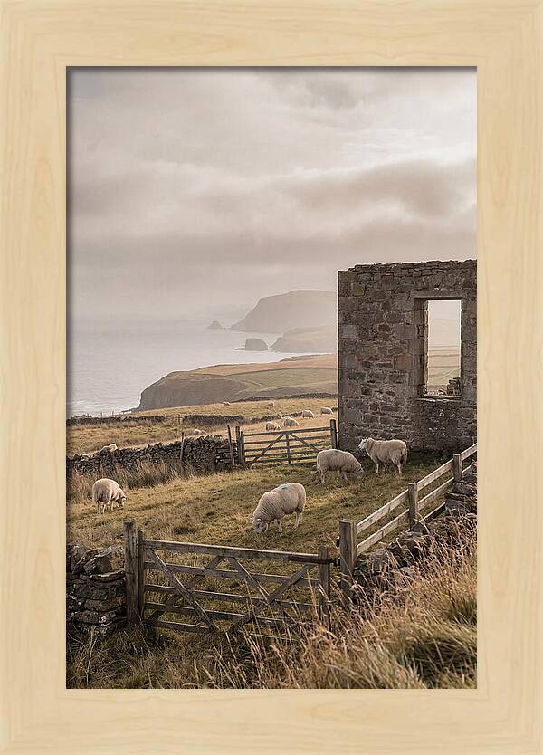 Coastal Serenity With Grazing Sheep