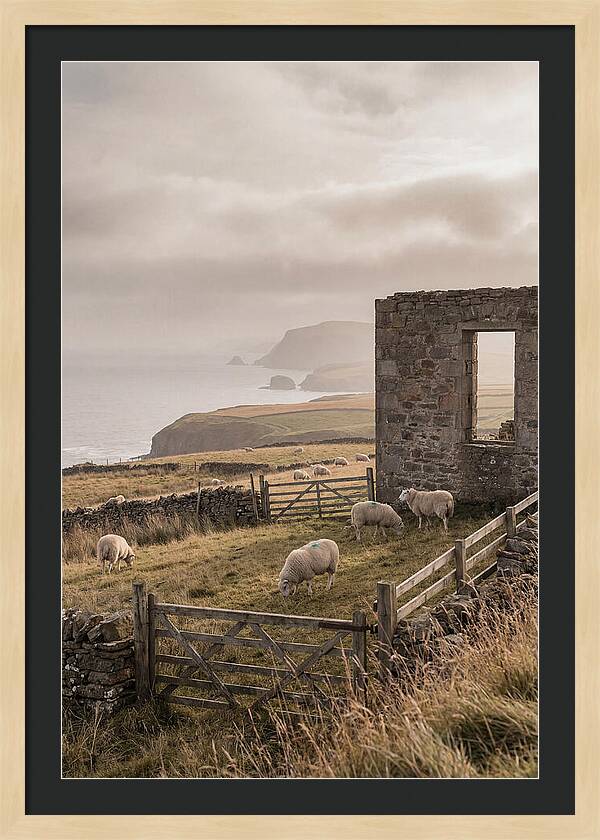 Coastal Serenity With Grazing Sheep