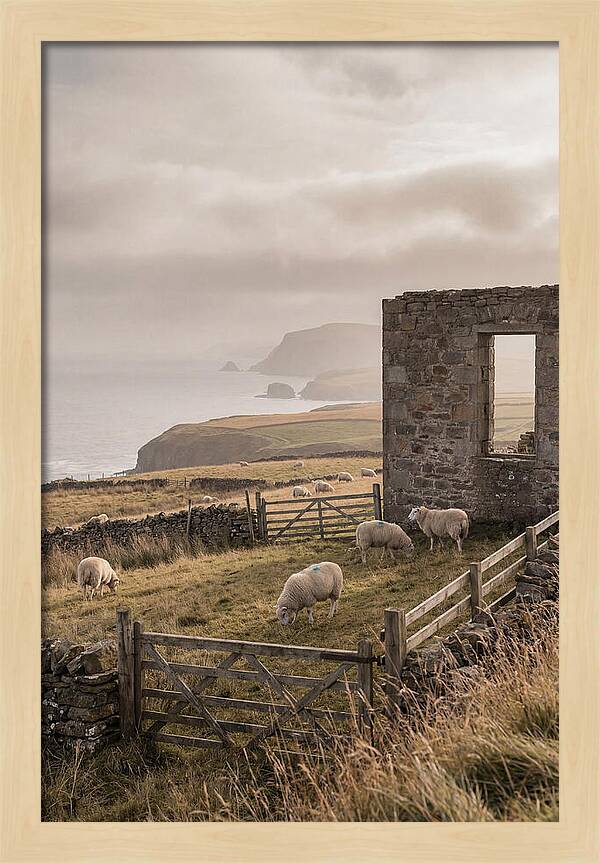 Coastal Serenity With Grazing Sheep