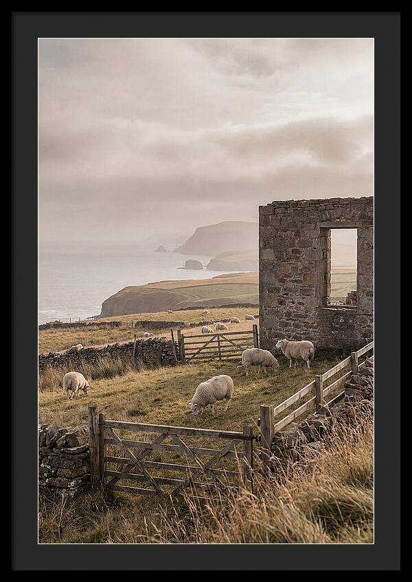 Coastal Serenity With Grazing Sheep