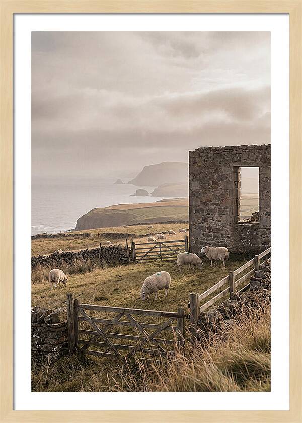 Coastal Serenity With Grazing Sheep