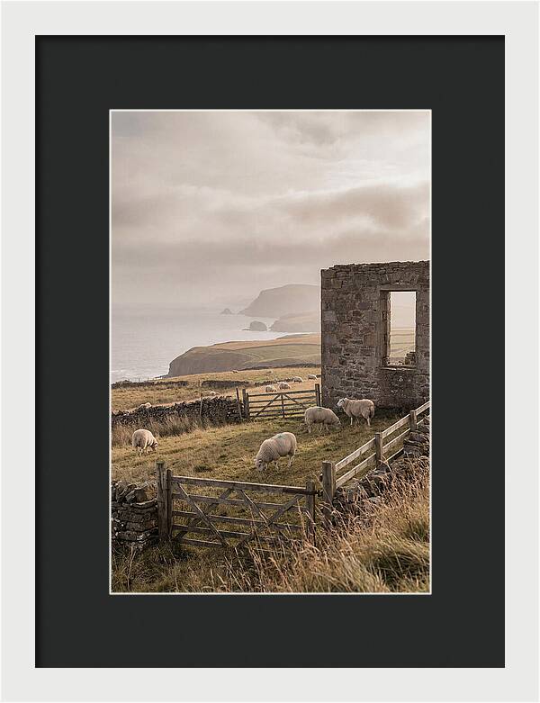 Coastal Serenity With Grazing Sheep
