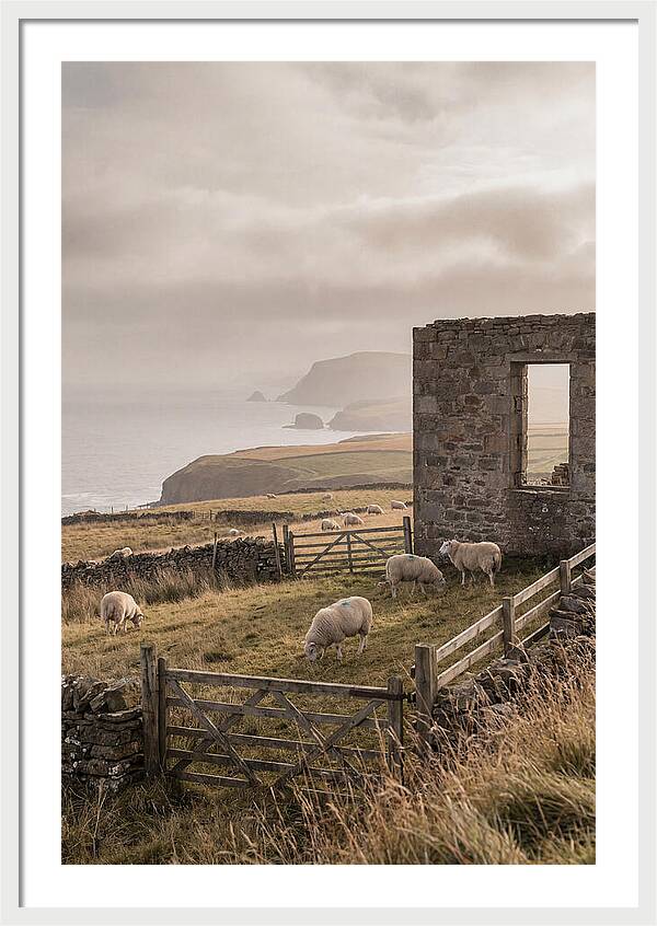 Coastal Serenity With Grazing Sheep