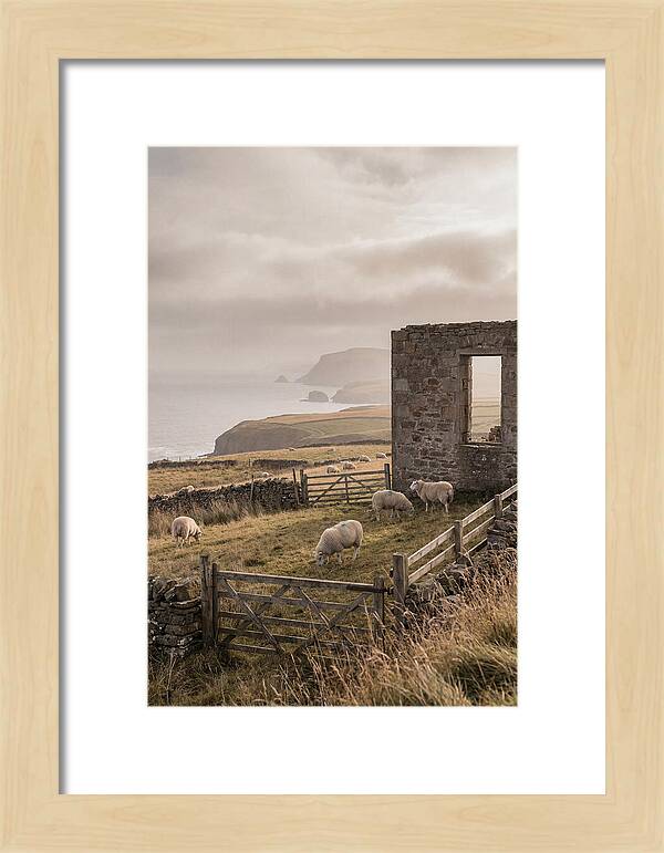 Coastal Serenity With Grazing Sheep