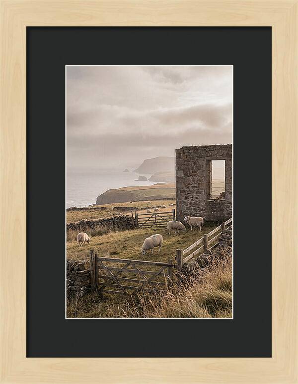 Coastal Serenity With Grazing Sheep