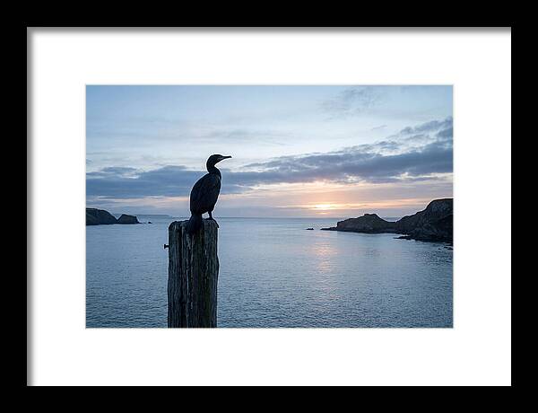 Coastal Sunset With Silhouetted Cormorant