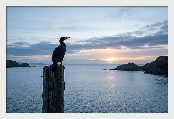 Coastal Sunset With Silhouetted Cormorant