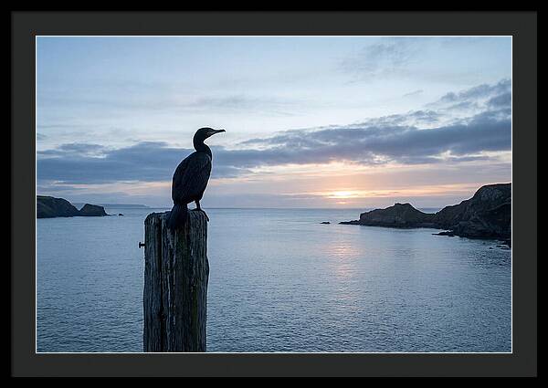 Coastal Sunset With Silhouetted Cormorant