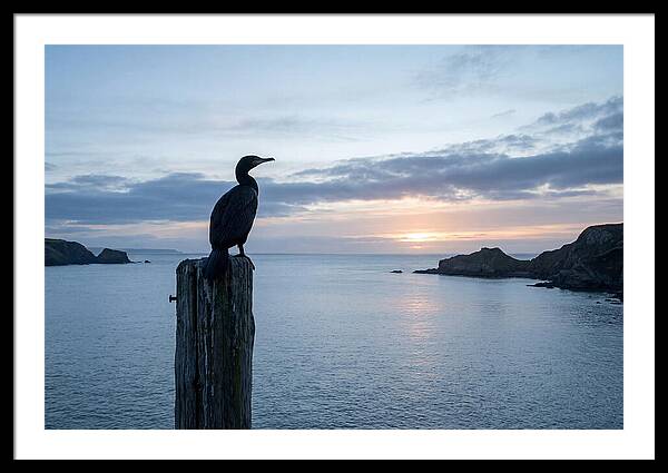 Coastal Sunset With Silhouetted Cormorant