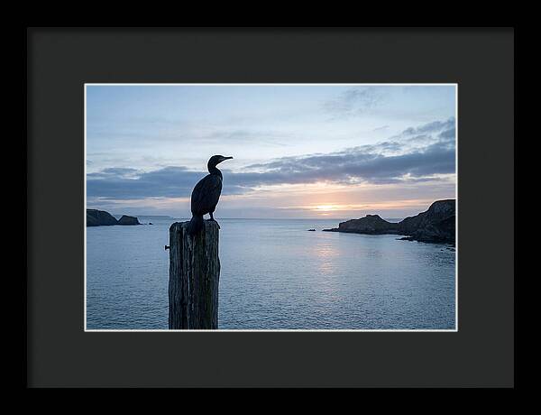 Coastal Sunset With Silhouetted Cormorant