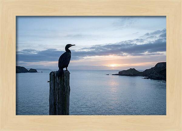 Coastal Sunset With Silhouetted Cormorant