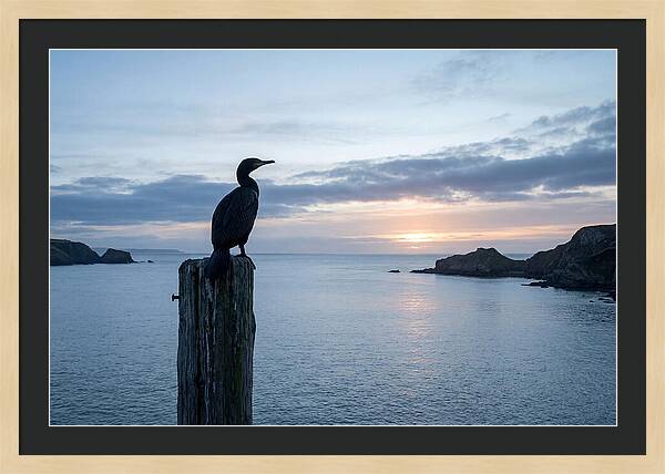 Coastal Sunset With Silhouetted Cormorant