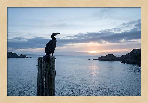 Coastal Sunset With Silhouetted Cormorant