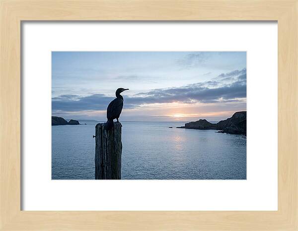 Coastal Sunset With Silhouetted Cormorant