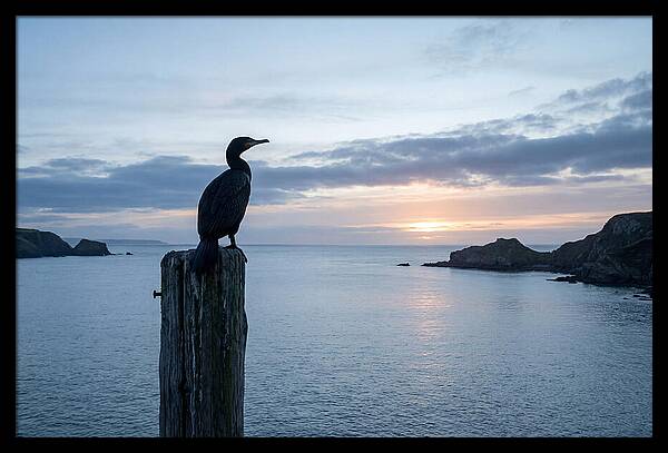 Coastal Sunset With Silhouetted Cormorant