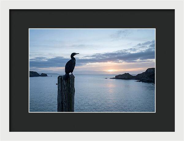 Coastal Sunset With Silhouetted Cormorant