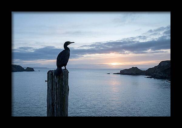 Coastal Sunset With Silhouetted Cormorant