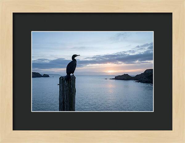 Coastal Sunset With Silhouetted Cormorant