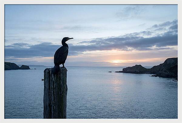 Coastal Sunset With Silhouetted Cormorant