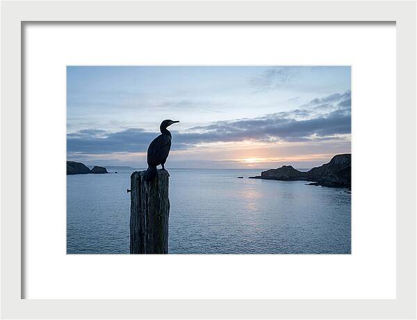 Coastal Sunset With Silhouetted Cormorant
