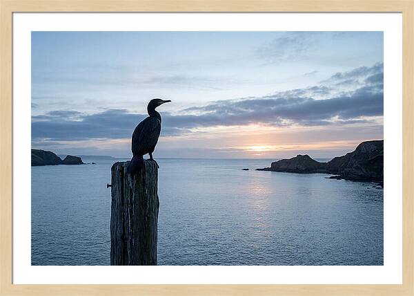 Coastal Sunset With Silhouetted Cormorant