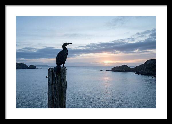 Coastal Sunset With Silhouetted Cormorant