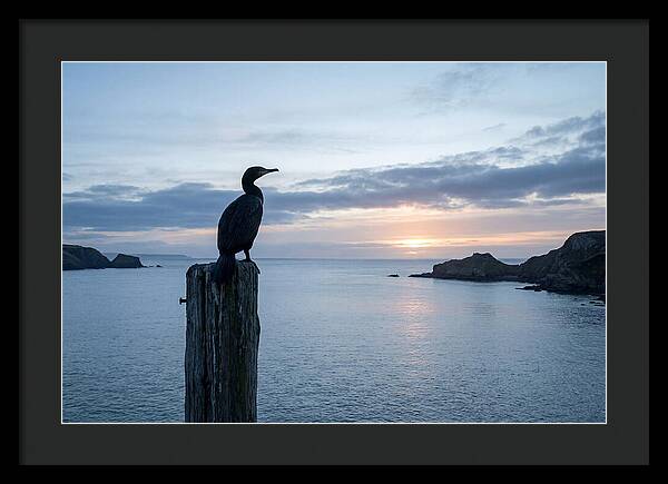 Coastal Sunset With Silhouetted Cormorant