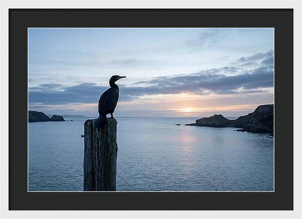Coastal Sunset With Silhouetted Cormorant