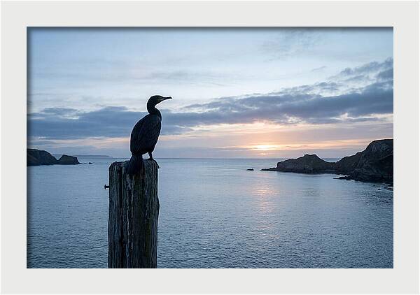 Coastal Sunset With Silhouetted Cormorant