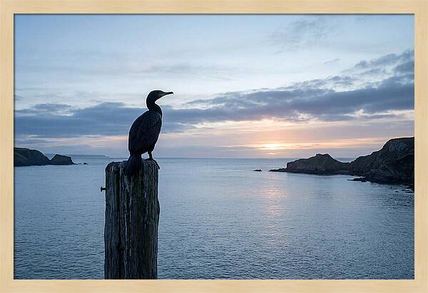 Coastal Sunset With Silhouetted Cormorant