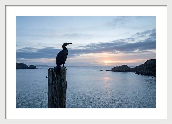 Coastal Sunset With Silhouetted Cormorant
