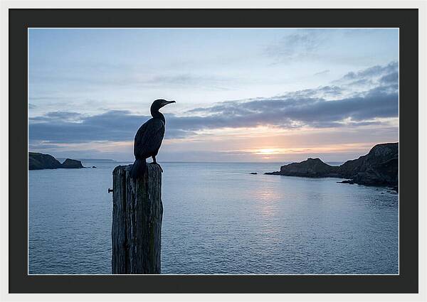 Coastal Sunset With Silhouetted Cormorant
