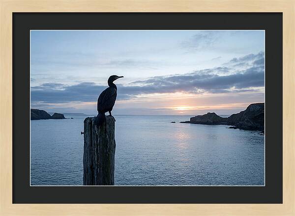 Coastal Sunset With Silhouetted Cormorant