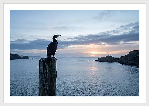 Coastal Sunset With Silhouetted Cormorant