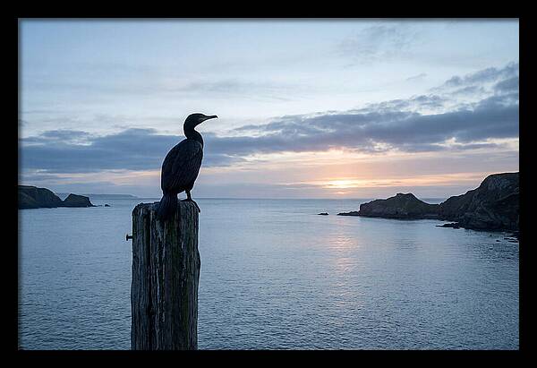 Coastal Sunset With Silhouetted Cormorant
