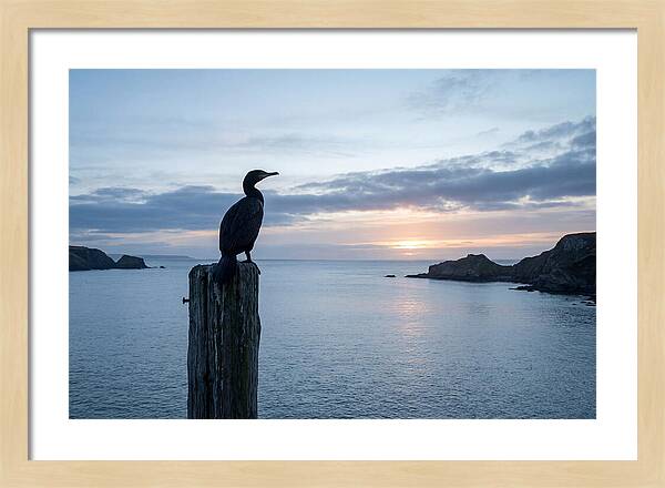 Coastal Sunset With Silhouetted Cormorant