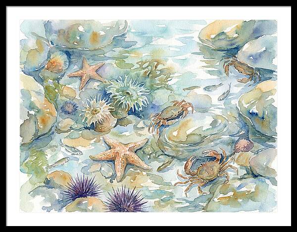 Coastal Tide Pool Treasures