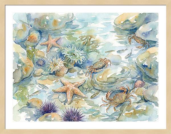 Coastal Tide Pool Treasures