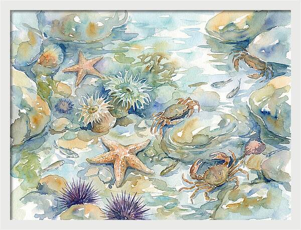 Coastal Tide Pool Treasures