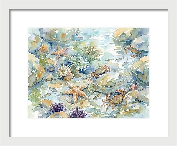 Coastal Tide Pool Treasures