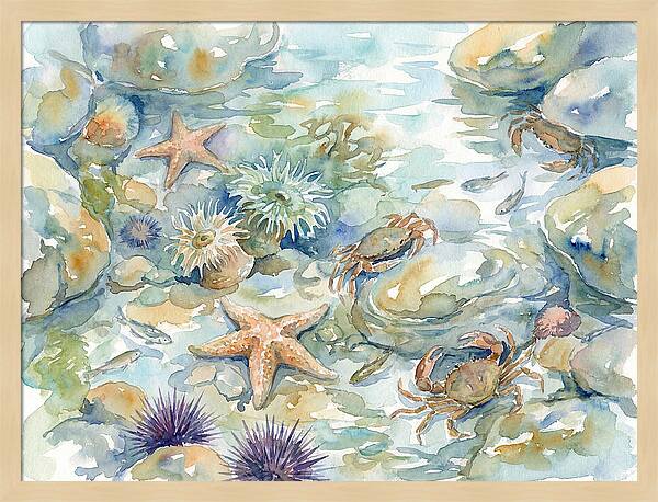 Coastal Tide Pool Treasures