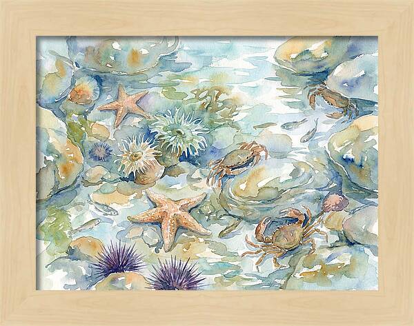 Coastal Tide Pool Treasures