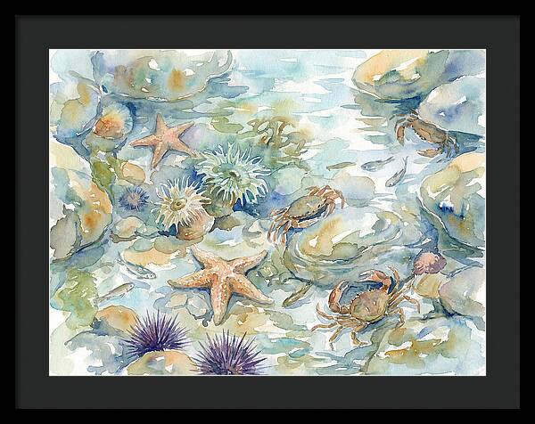 Coastal Tide Pool Treasures